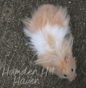 Jolly Cream Giant- Red Eyed Cream Banded Longhaired